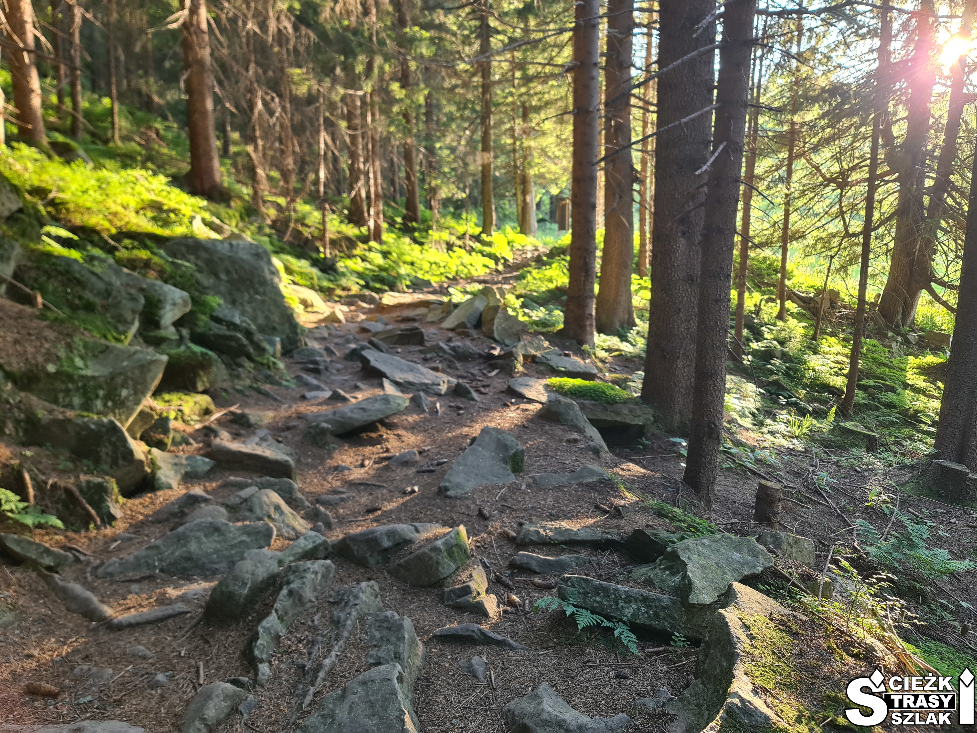 Kamienna ścieżka leśna łącząca Halę Miziową z parkingiem przy granicy polsko-słowackiej