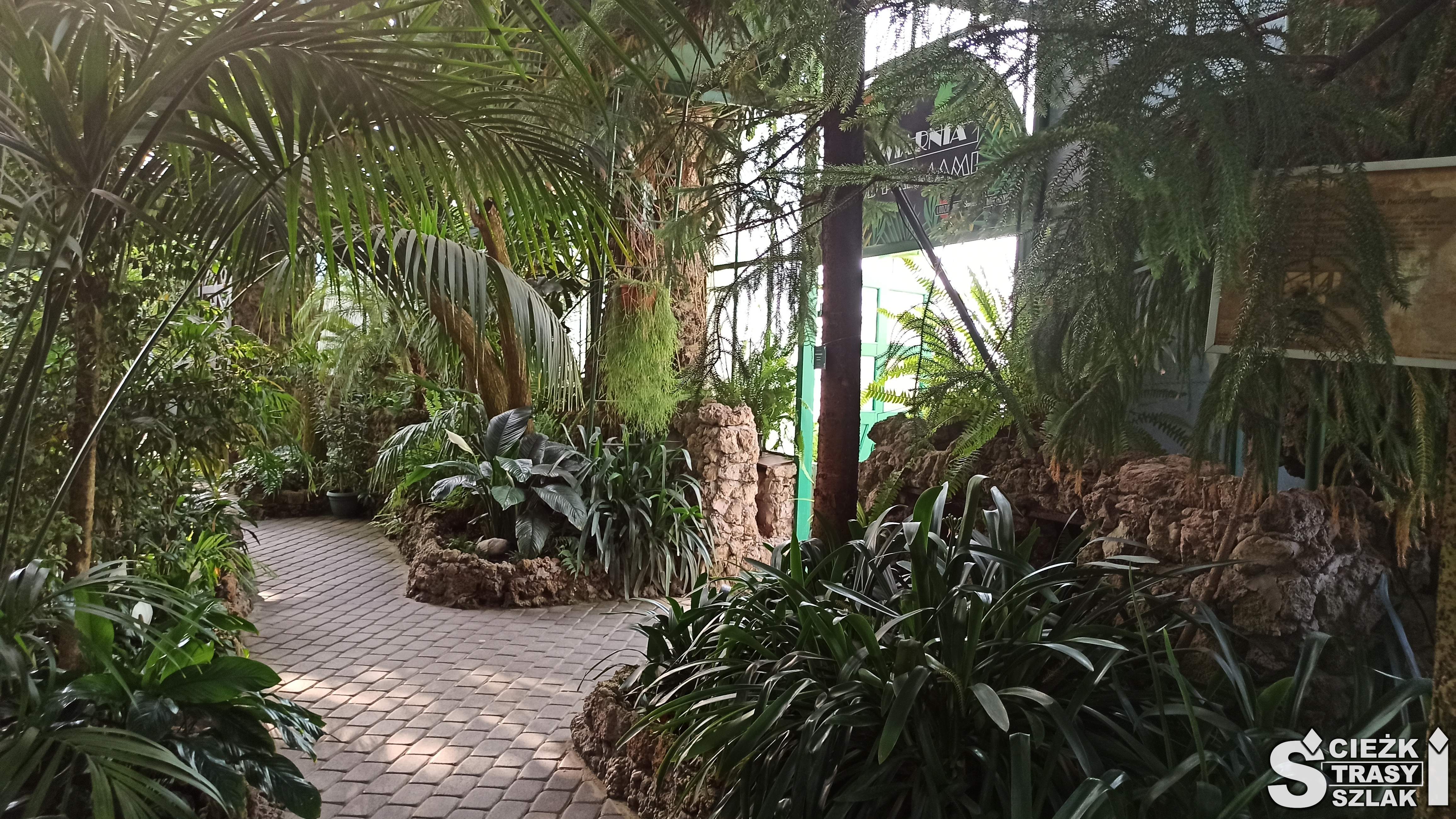 Palmy i inne rośliny tropikalne w szklarni należącej do Palmiarni Wałbrzyskiej