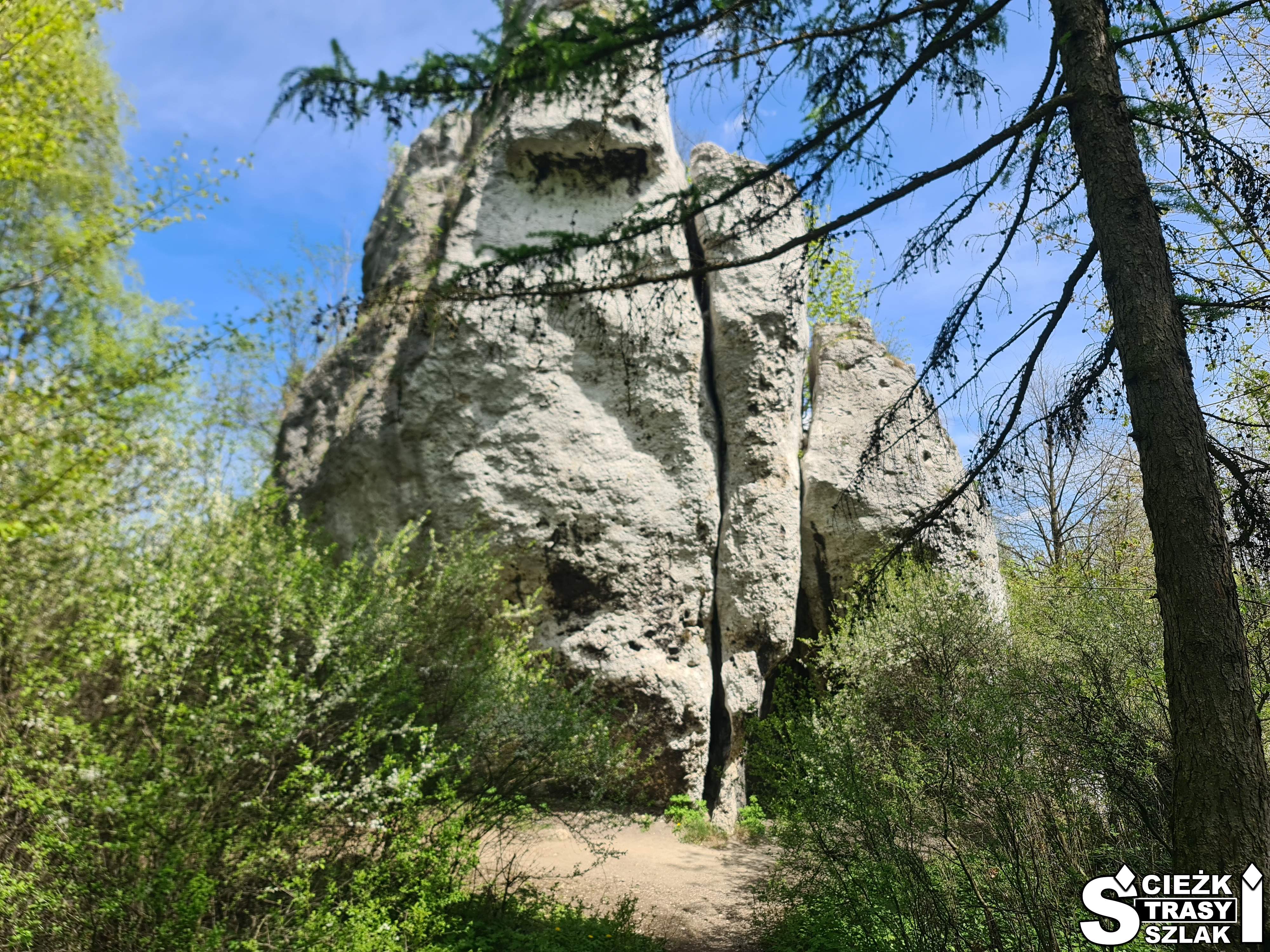 Wysoka, smukła skałka wspinaczkowa wśród krzewów i drzew w pobliżu Zamku Ogrodzieniec