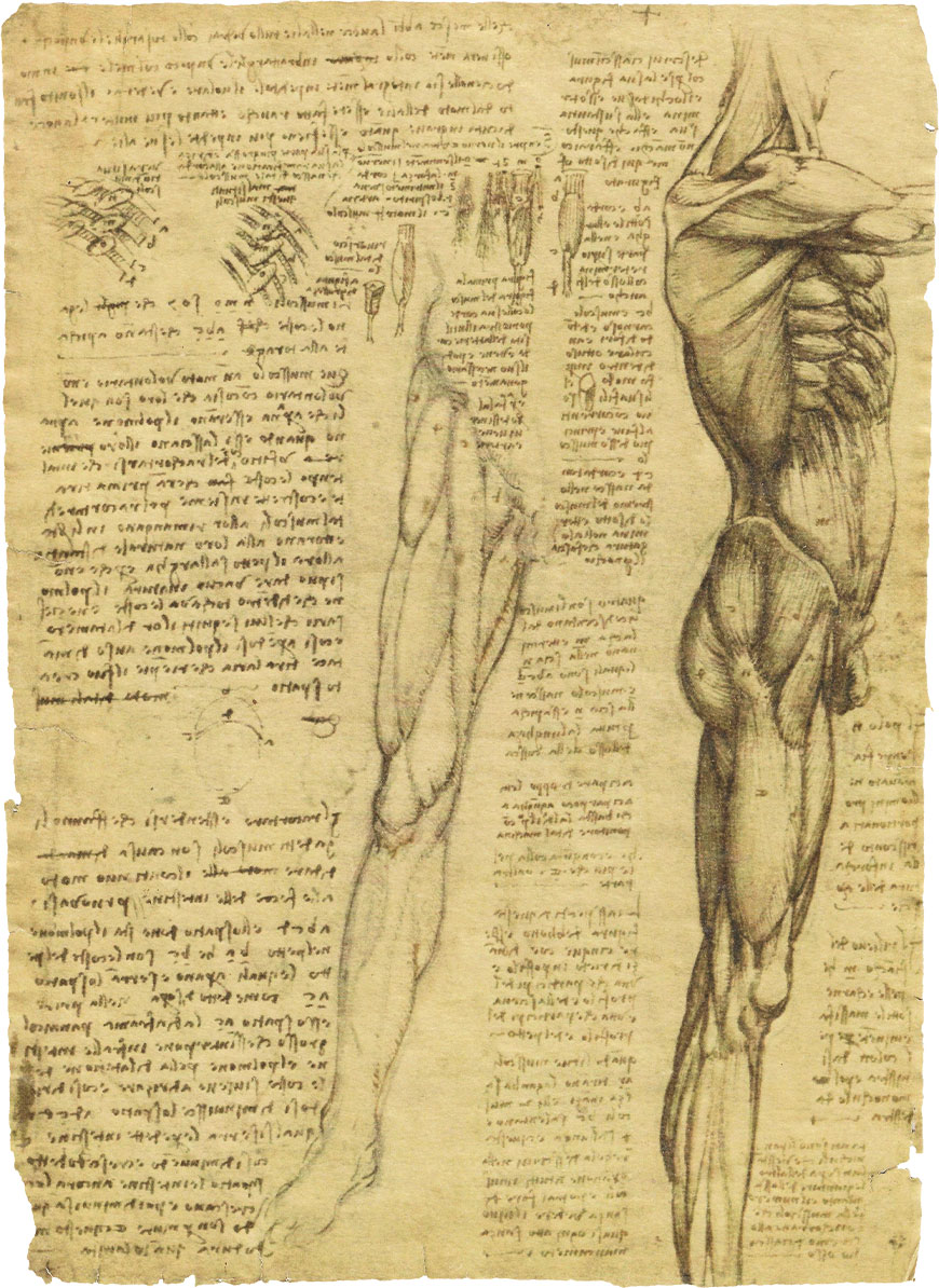 Mięśni ciała na rysunku anatomicznym Leonardo da Vinci