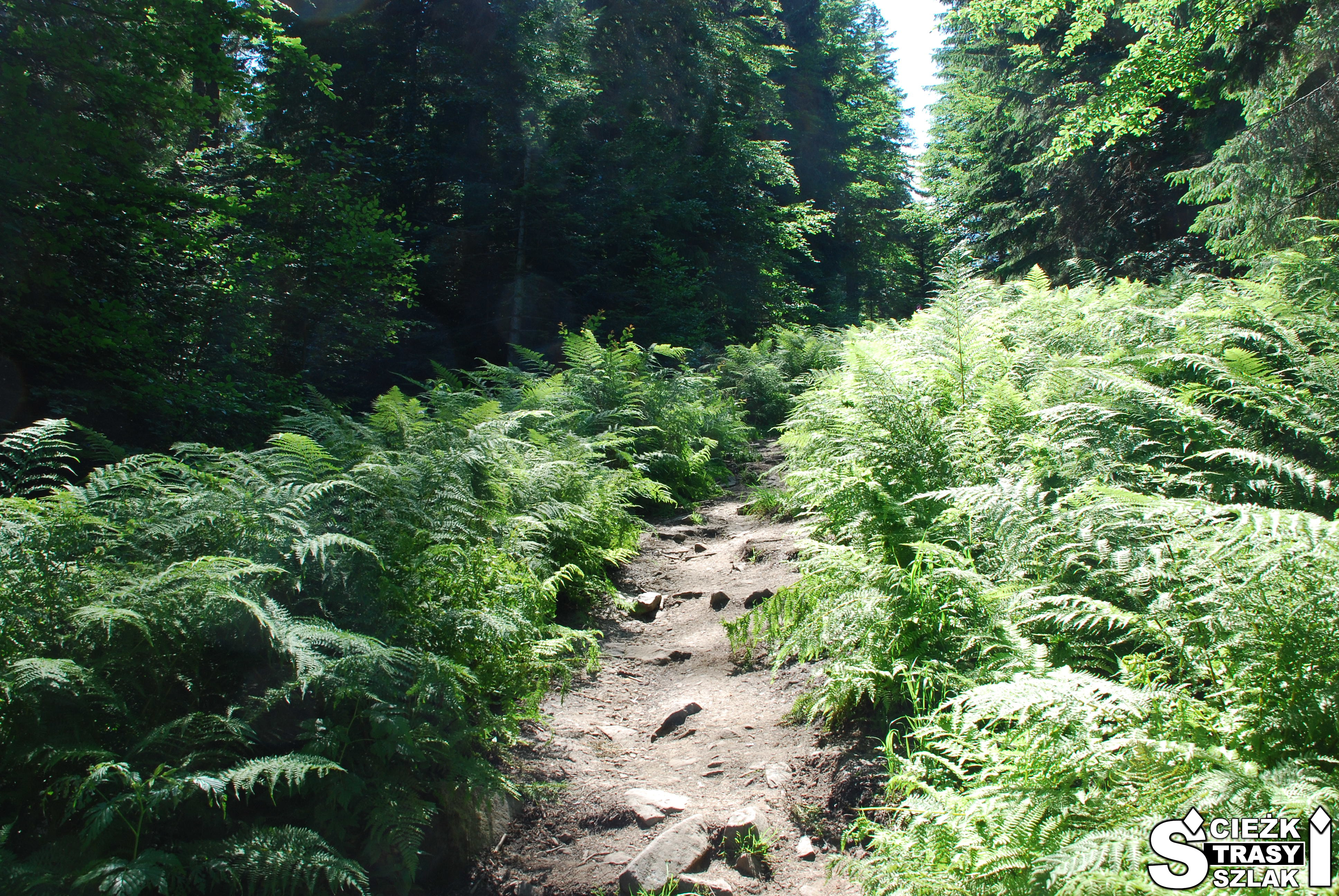 Leśna ścieżka w otoczeniu paprotek na czerwonym szlaku górskim na szczyt Góry Pilsko