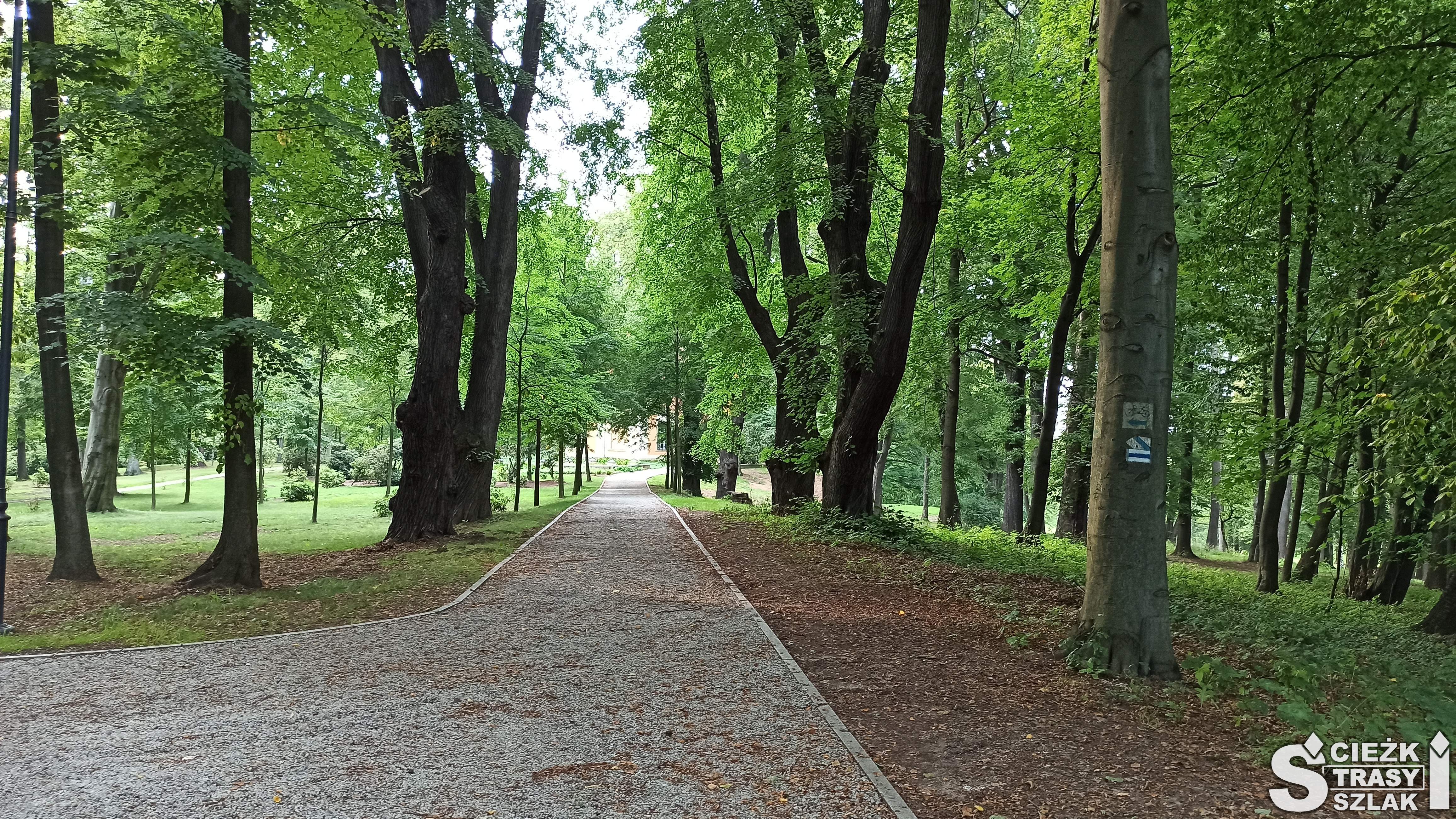 Niebieski szlak turystyczny i ścieżka rowerowa wśród drzew w Książańskim parku krajobrazowym