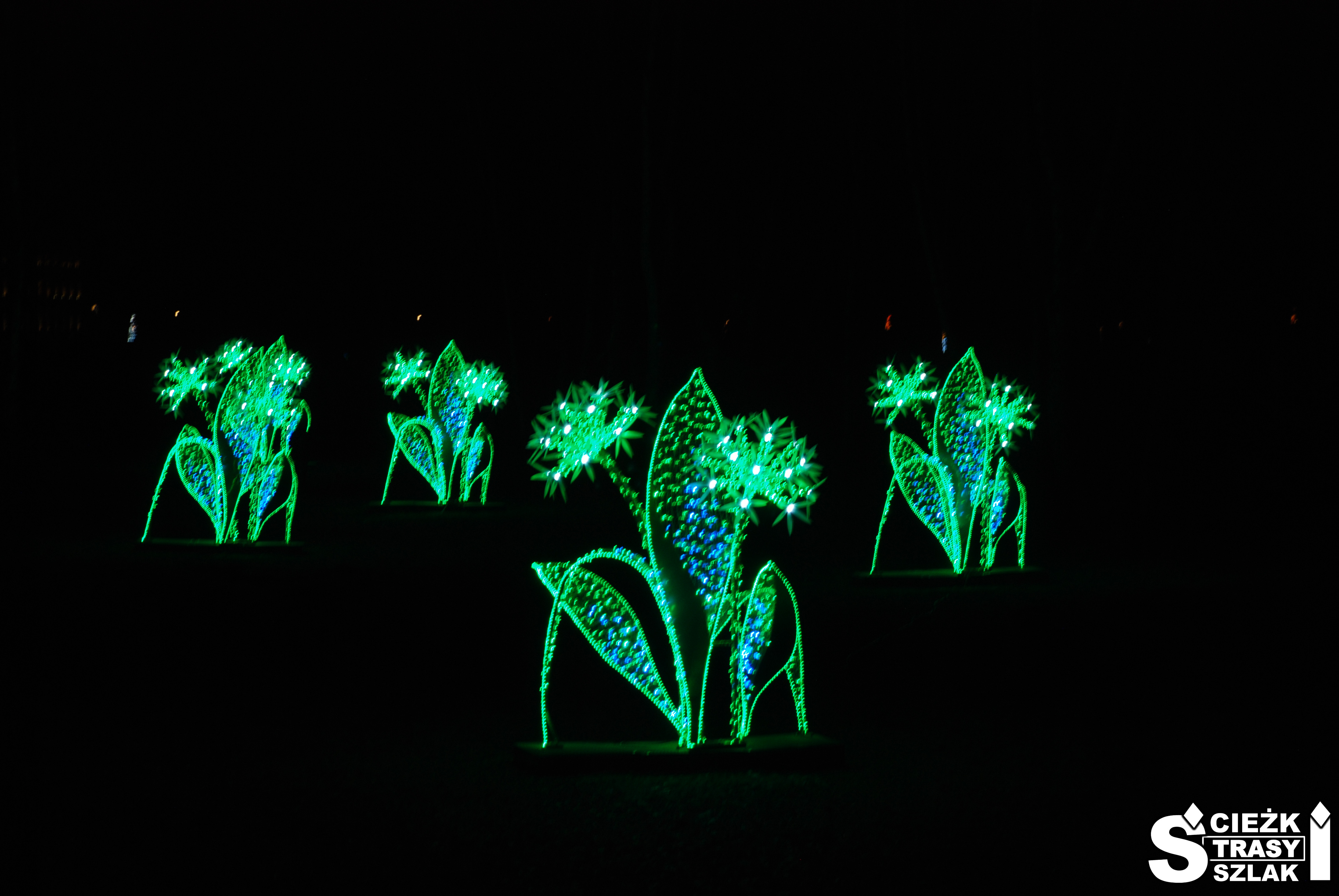 Wysokie na ponad 2 metry kwiaty niedźwiedziego czosnku, podświetlone na zielono figury świetlne w Parku Iluminacji Zatonie