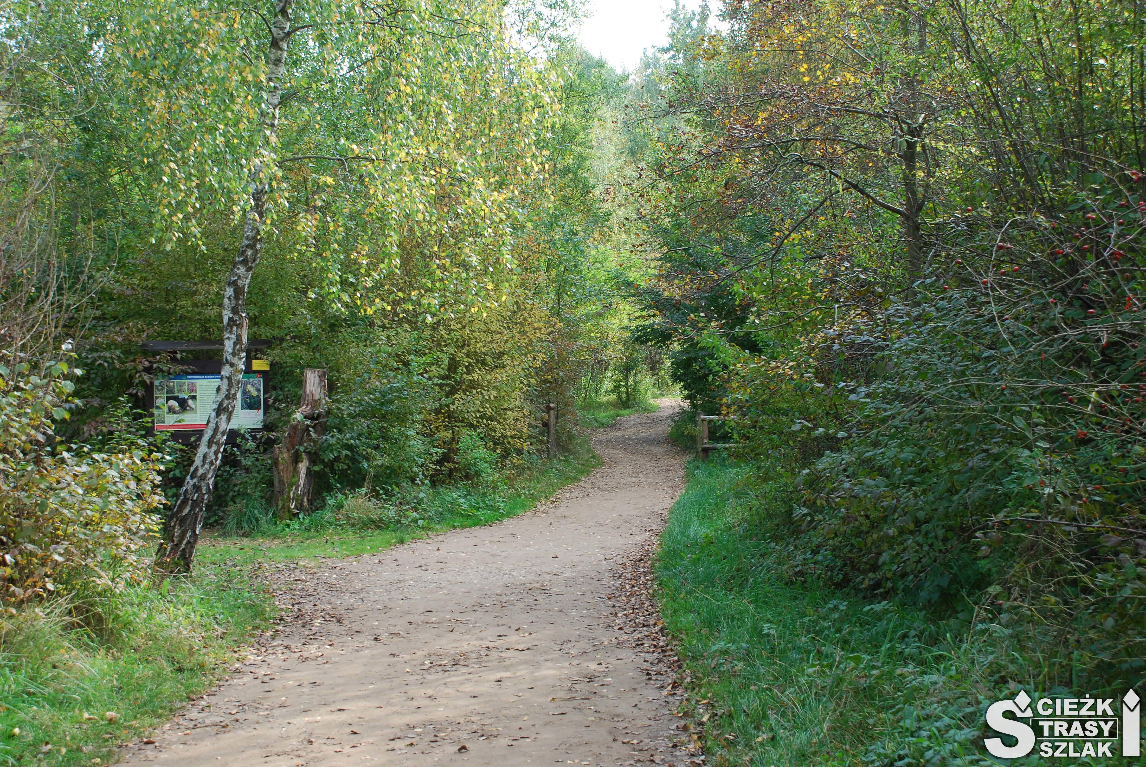 Tablica informacyjna przyrodniczej ścieżki dydaktycznej o alei bukowej w Arboretum w Jaworznie