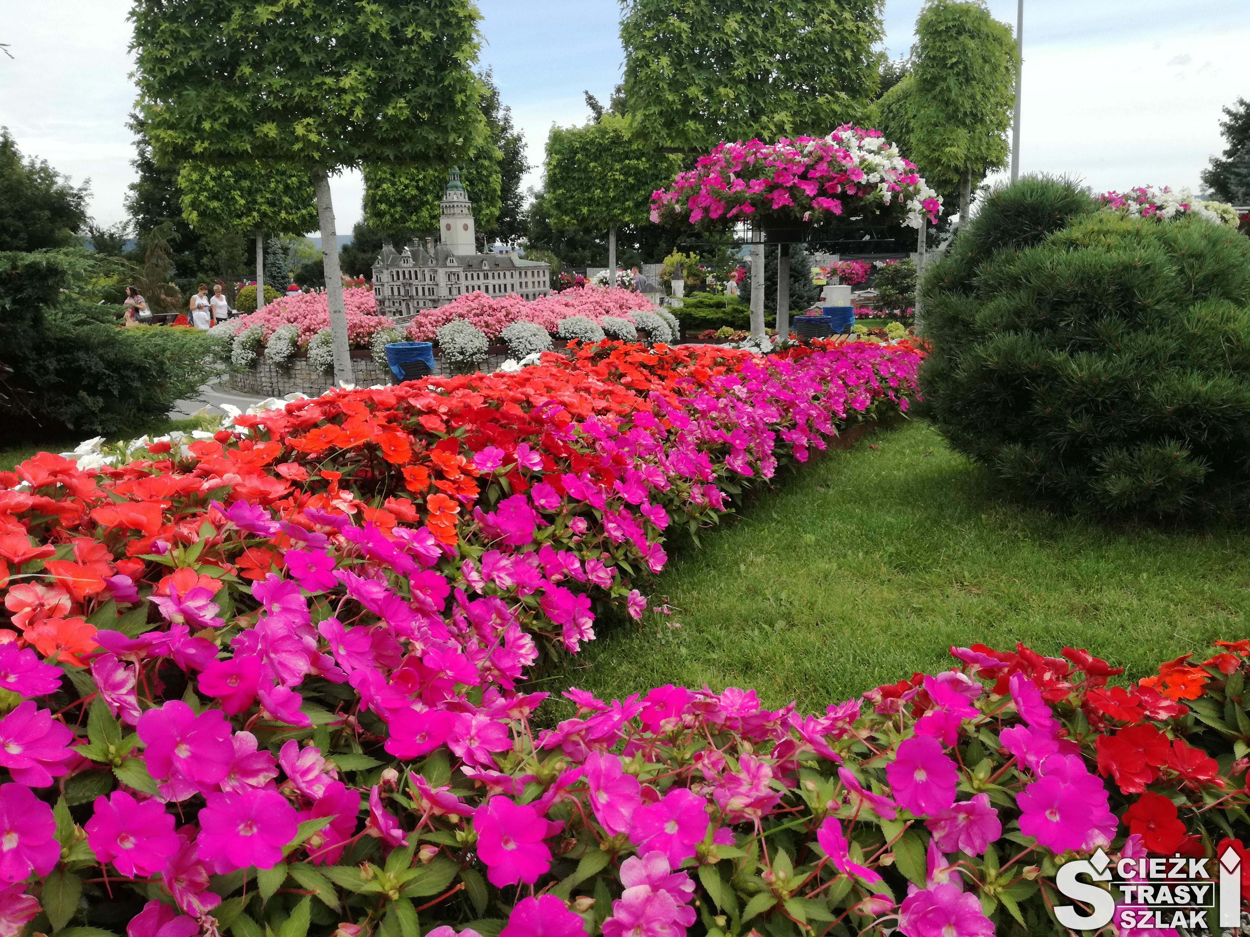 Kolorowe rabaty kwiatowe w odcieniu różu i czerwieni wzdłuż alejki w Parku Miniatur zabytkowych budowli