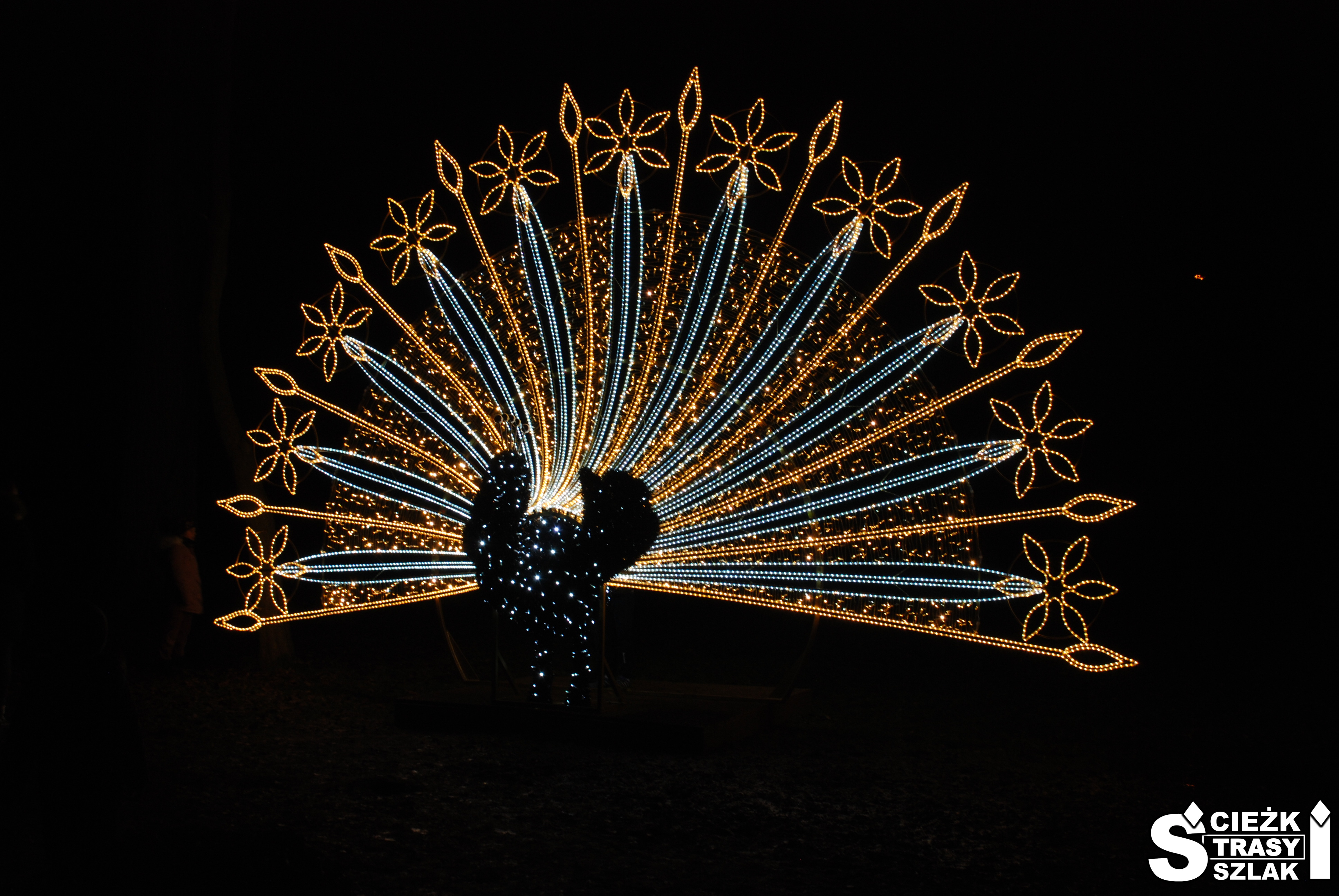 Podświetlony na złoto i biało paw z rozłożonym ogonem w Parku Świateł przy Pałacu w Zatoniu