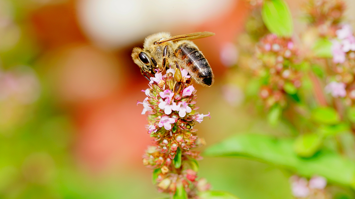 Pracowita pszczoła na macierzance.