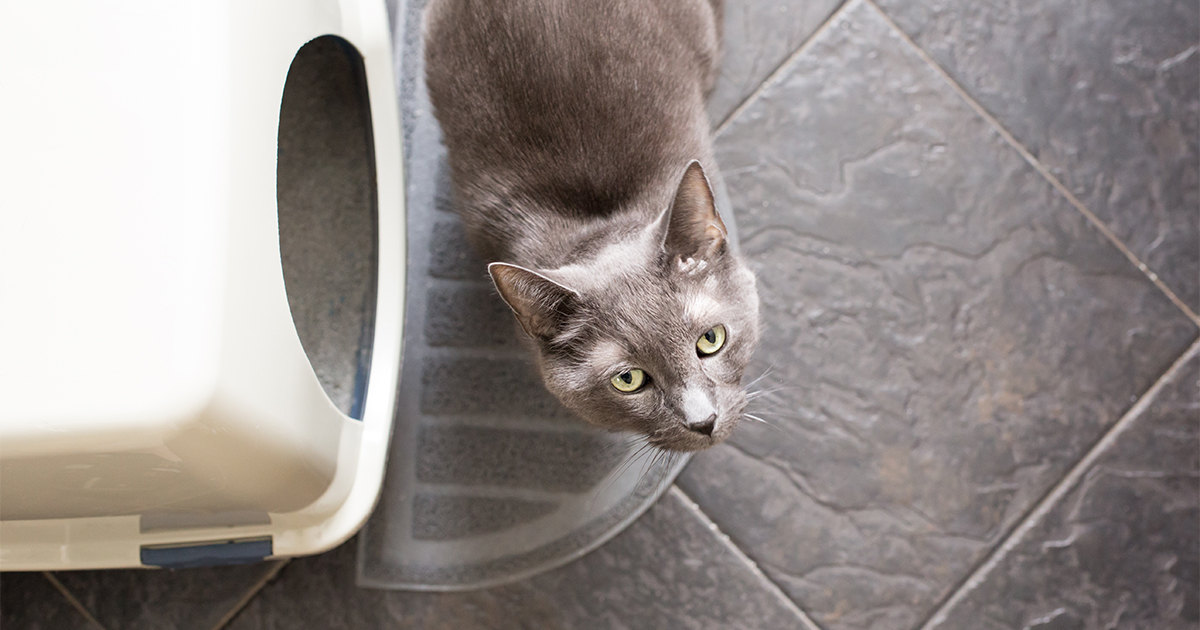 Choroba dolnych dróg moczowych u kotów – FLUTD