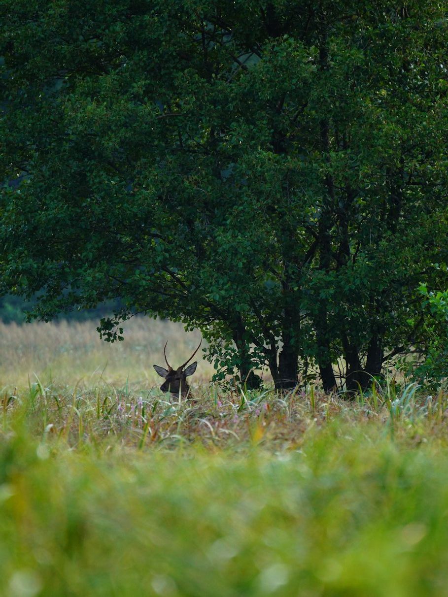 Zdjęcie młodego samca jelenia (szpicak). Jego poroże jeszcze się nie rozwidla.