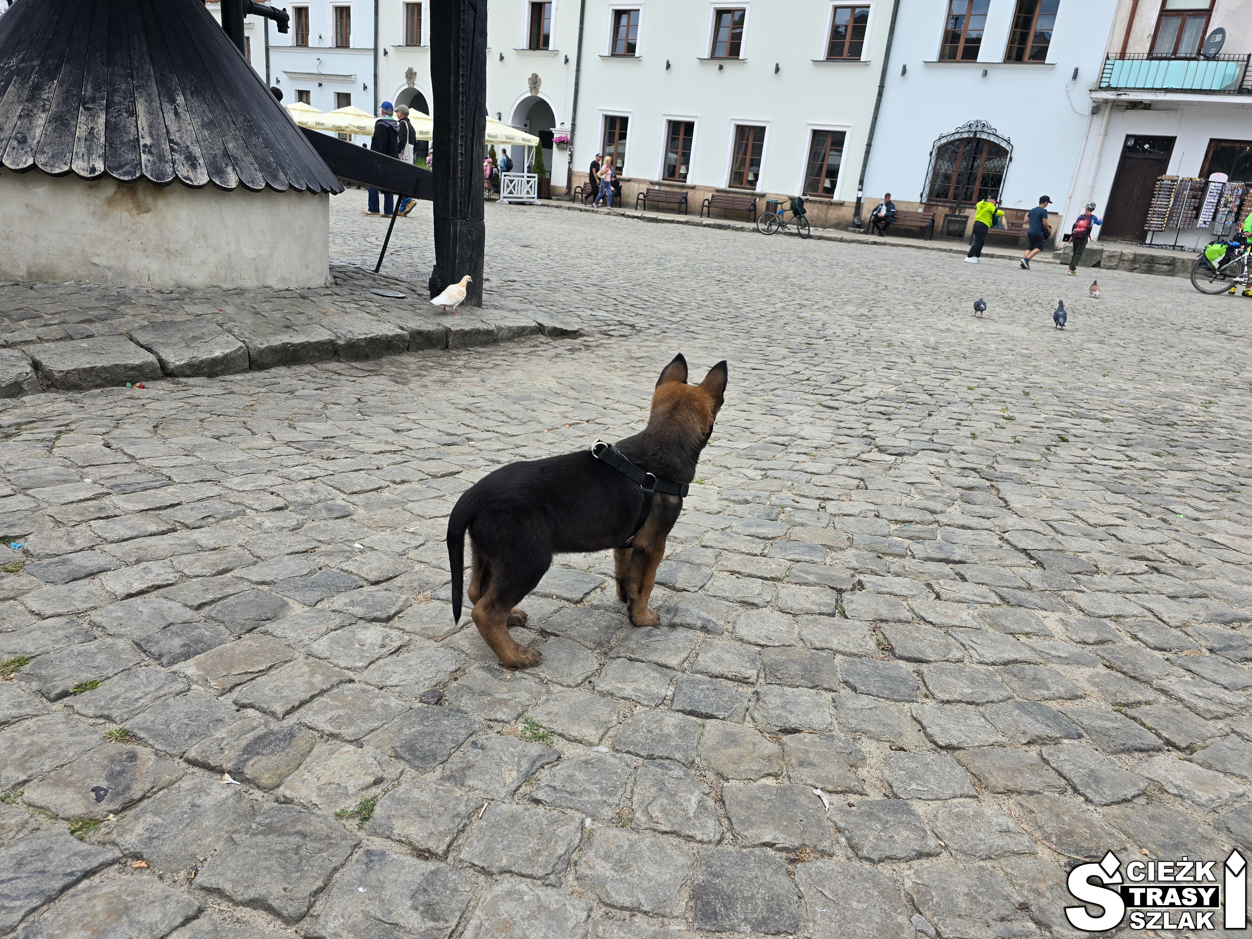 Czarny szczeniak owczarek belgijski malinois z hodowli lubelskie na rynku w Kazimierzu Dolnym