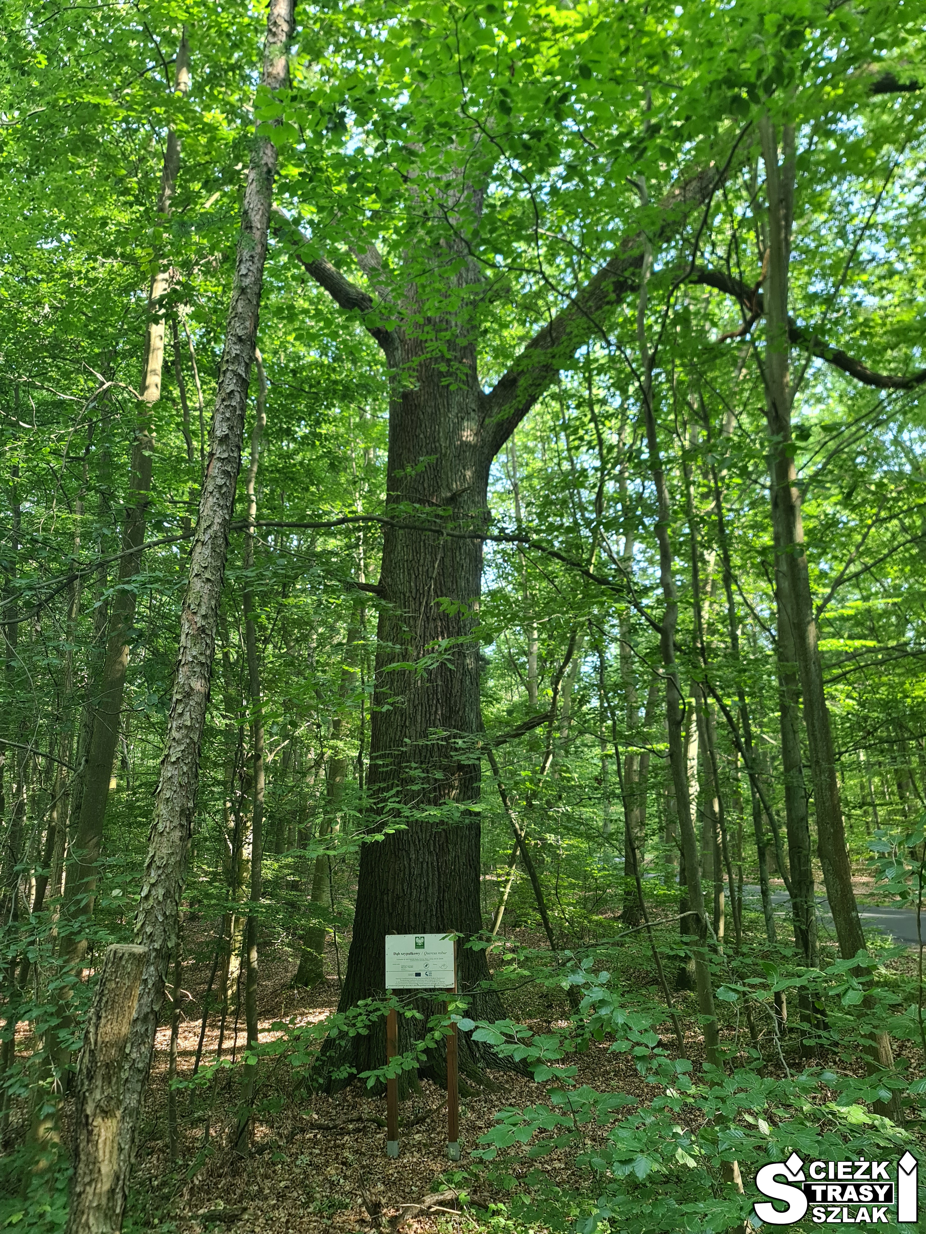 Wysoki dąb między drzewami w Zielonym Lesie w Żarach przy czerwonym szlaku turystycznym i ścieżce rowerowej