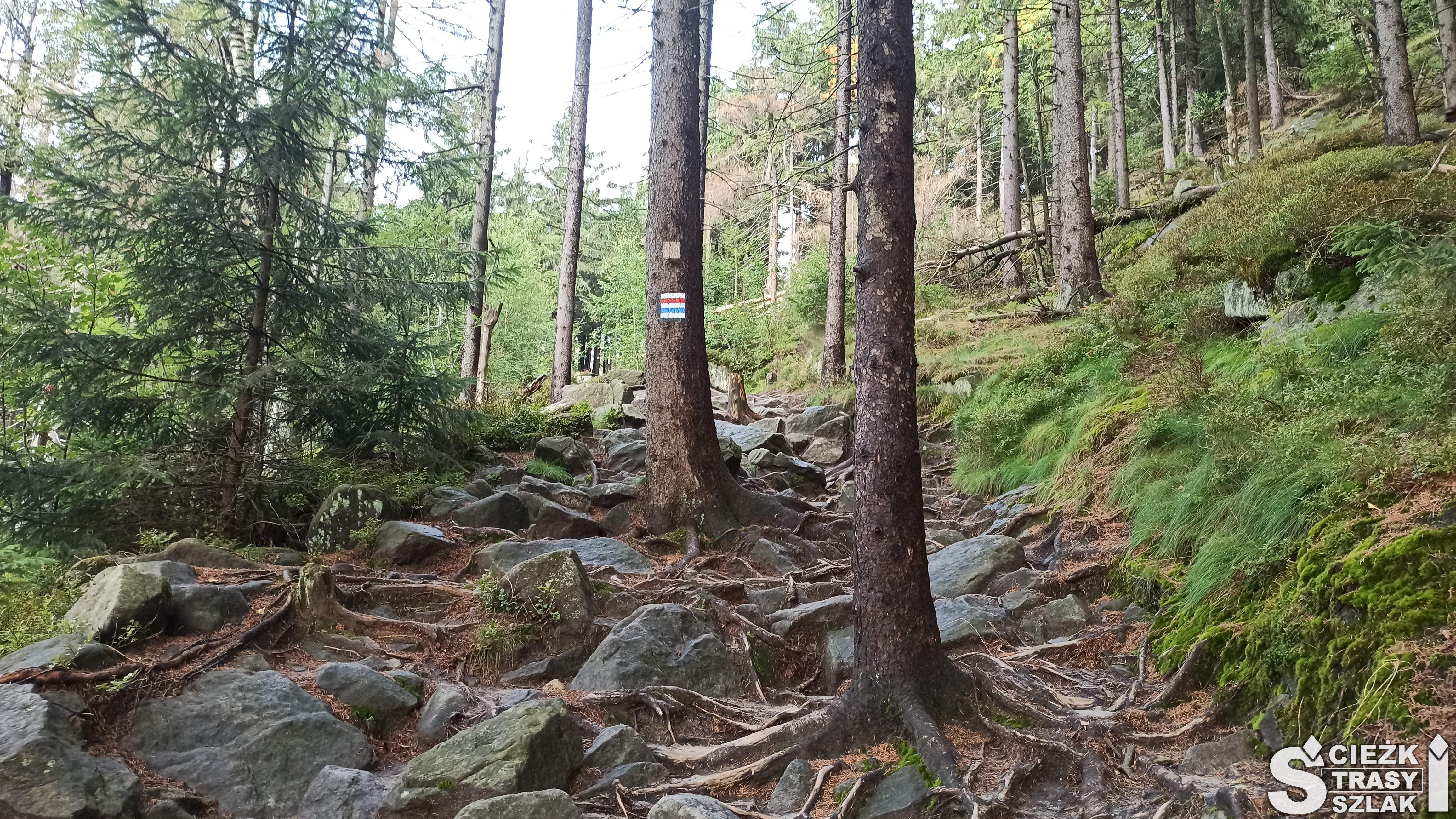 Leśna ścieżka przez kamienie wśród drzew na niebieskim szlaku górskim