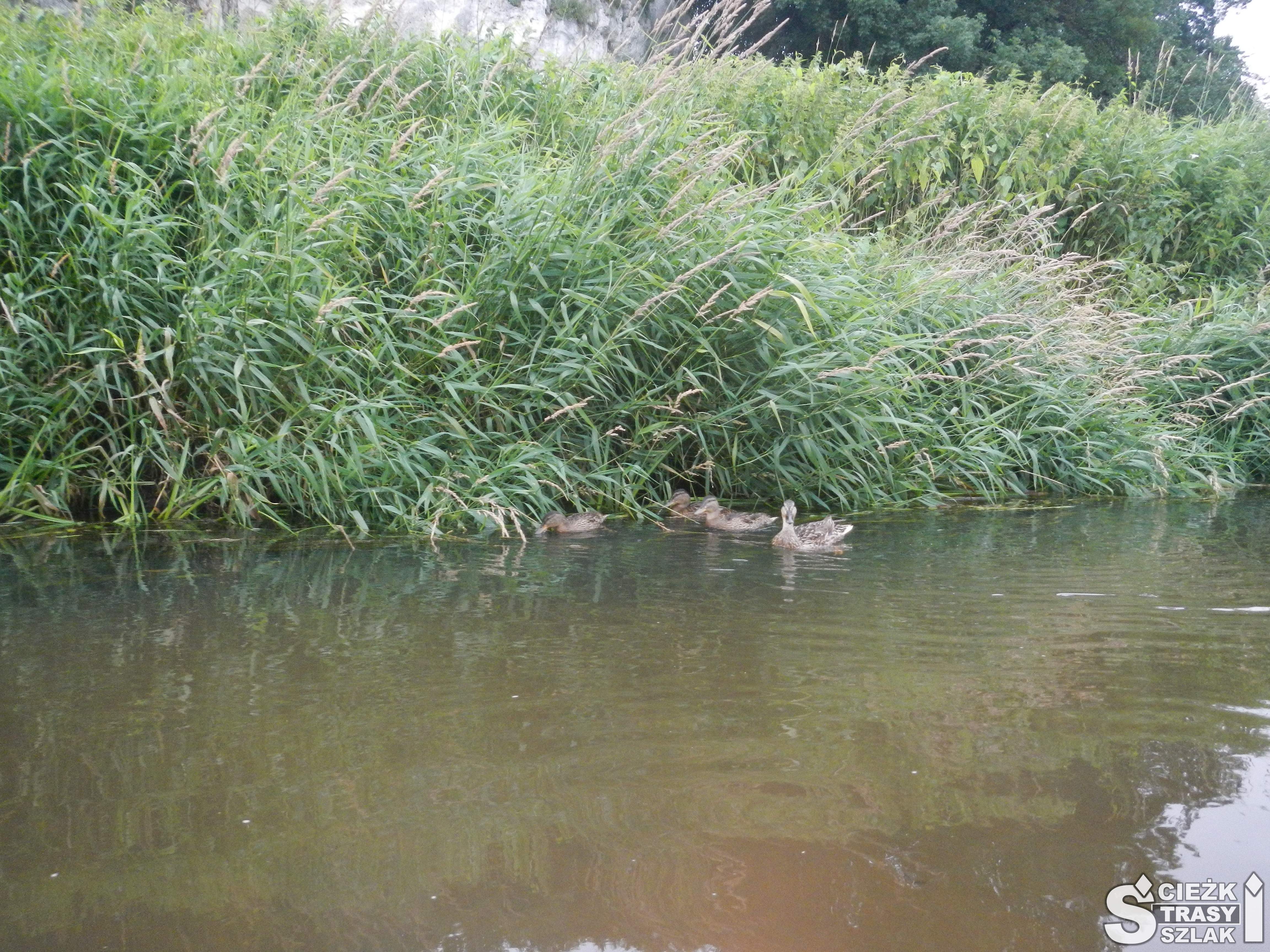 Stado dzikich kaczek pływającym przy lewym brzegu Warty widziane przej kajakarza uczestniczącego w spływie kajakowym