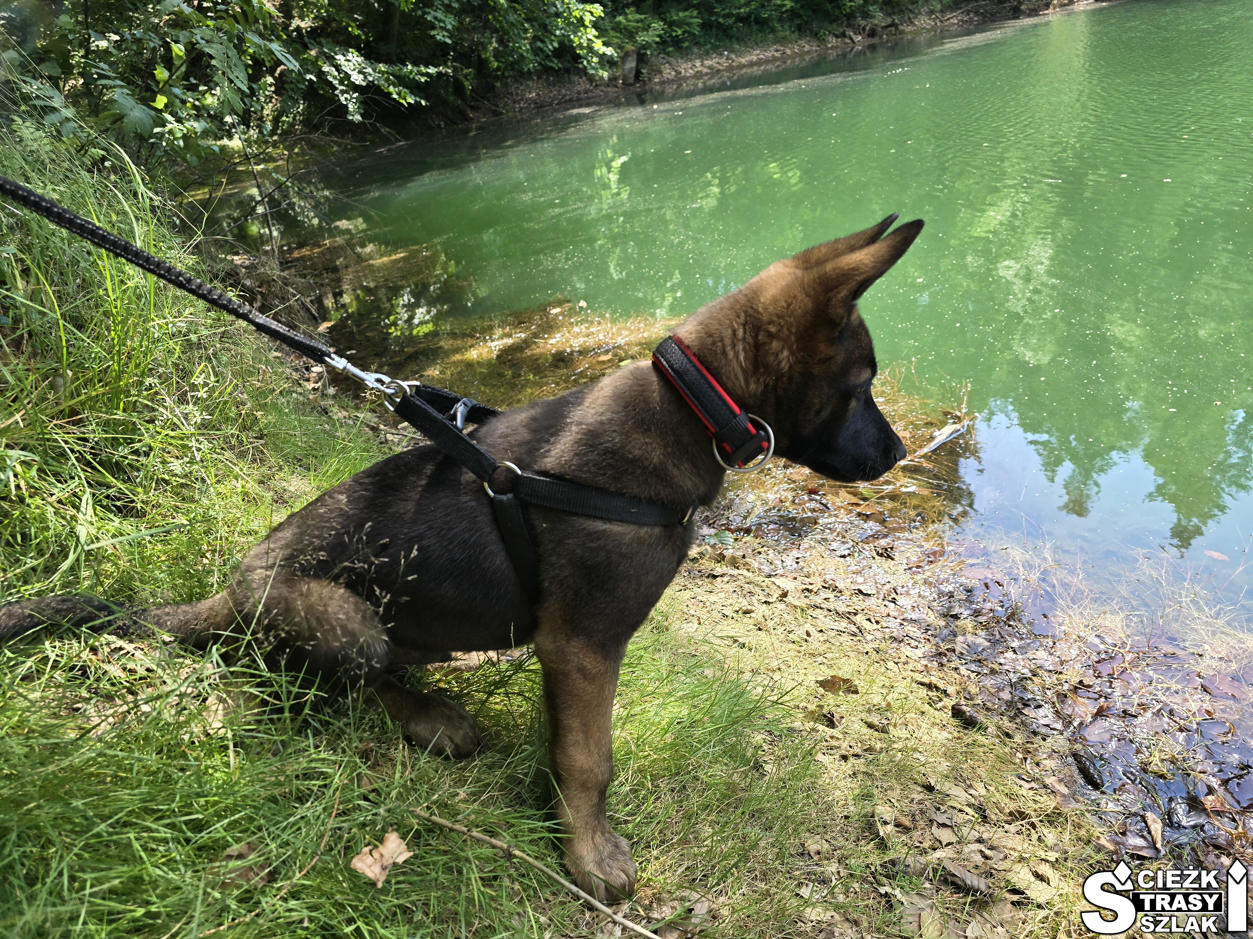 2 miesięczny czarny szczeniak owczarek belgijski malinois z hodowli lubelskie nad kolorowym jeziorem