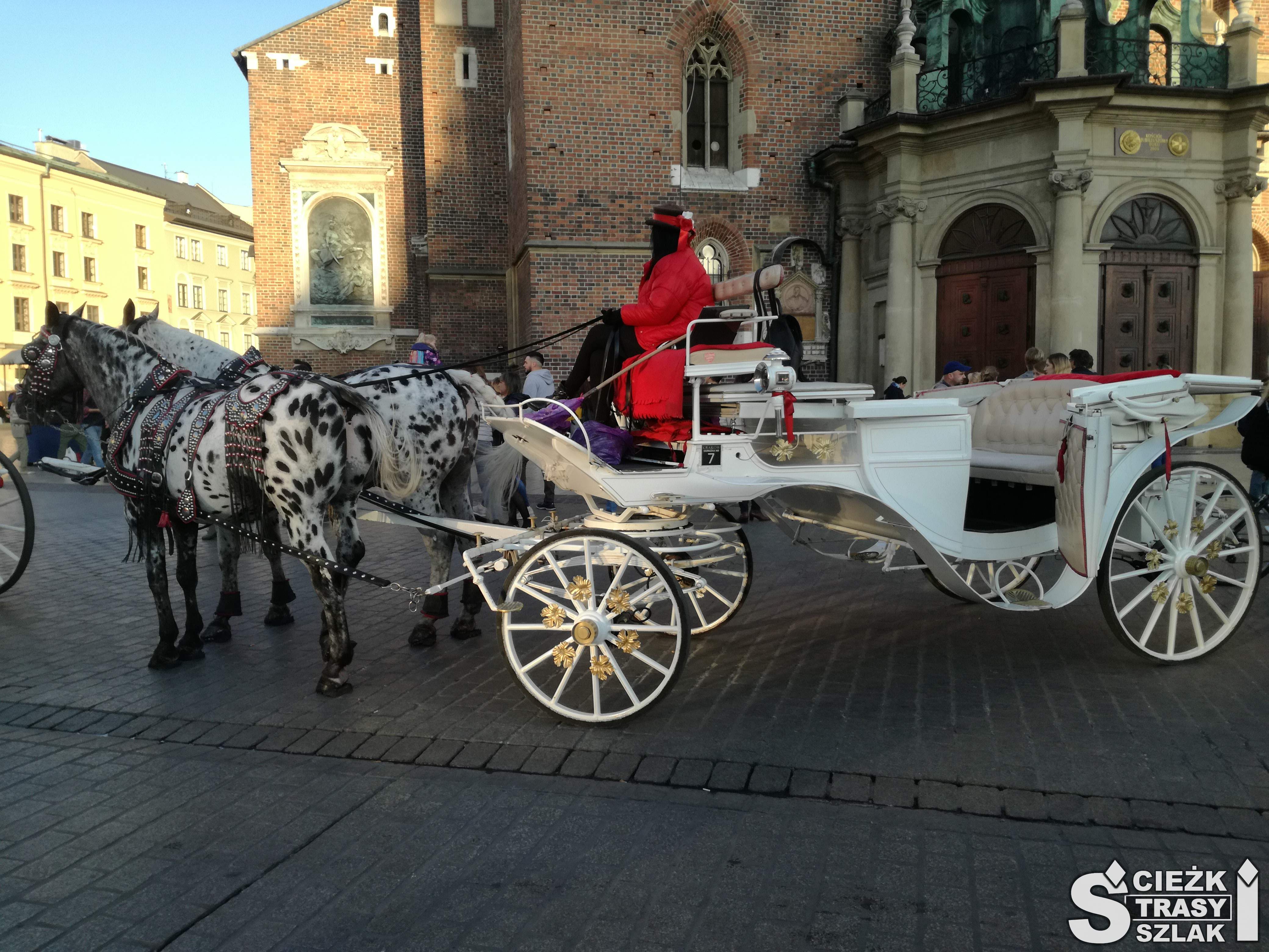 Dwa łaciate biało czarne konie zaprzężone do bryczki przy Kościele Mariackim w Krakowie
