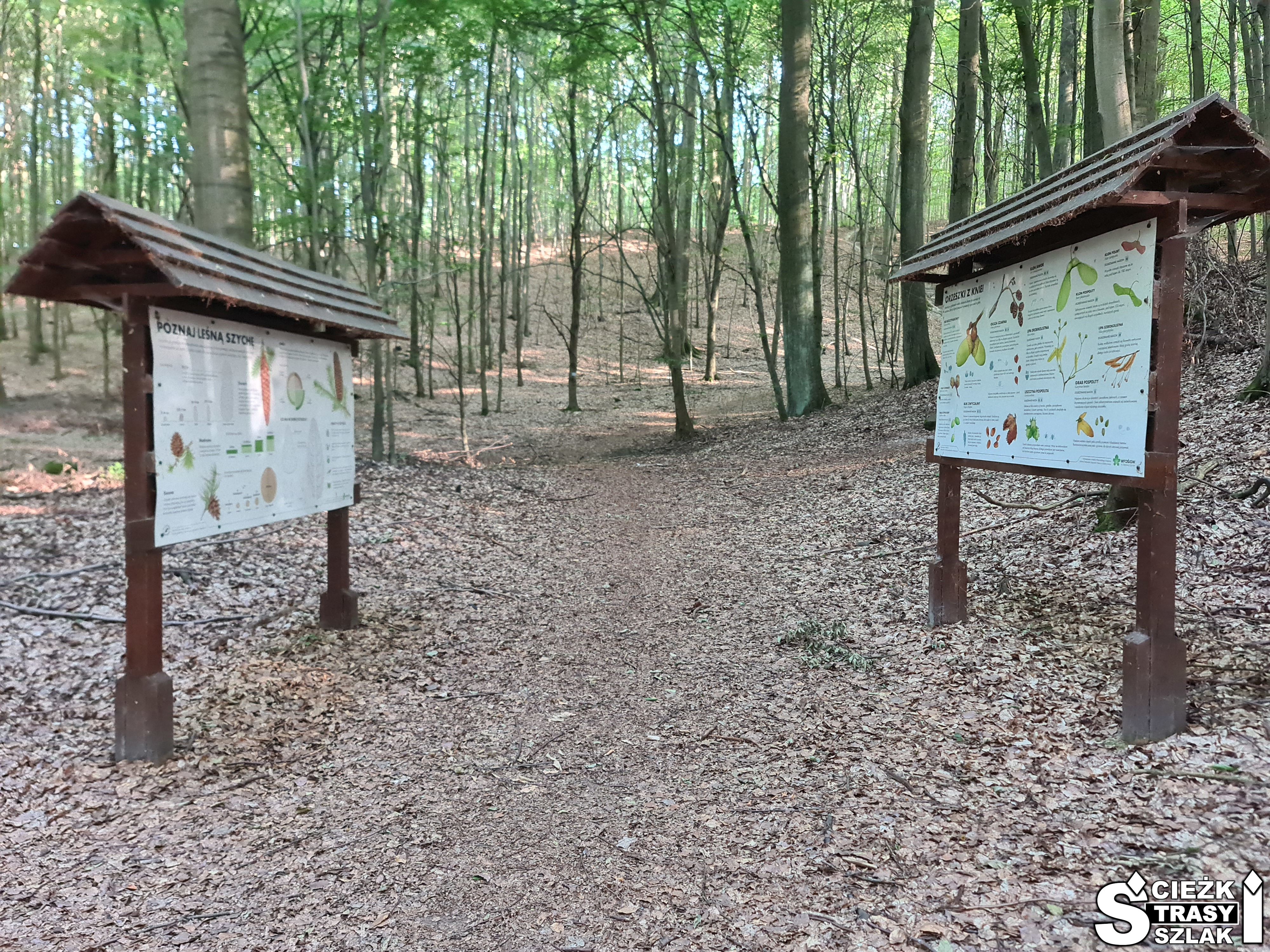 Dwie tablice informacyjne tworzące ścieżkę edukacyjno-dydaktyczną biegnącą wzdłuż czerwonego szlaku turystycznego w Zielonym Lesie koło Żar