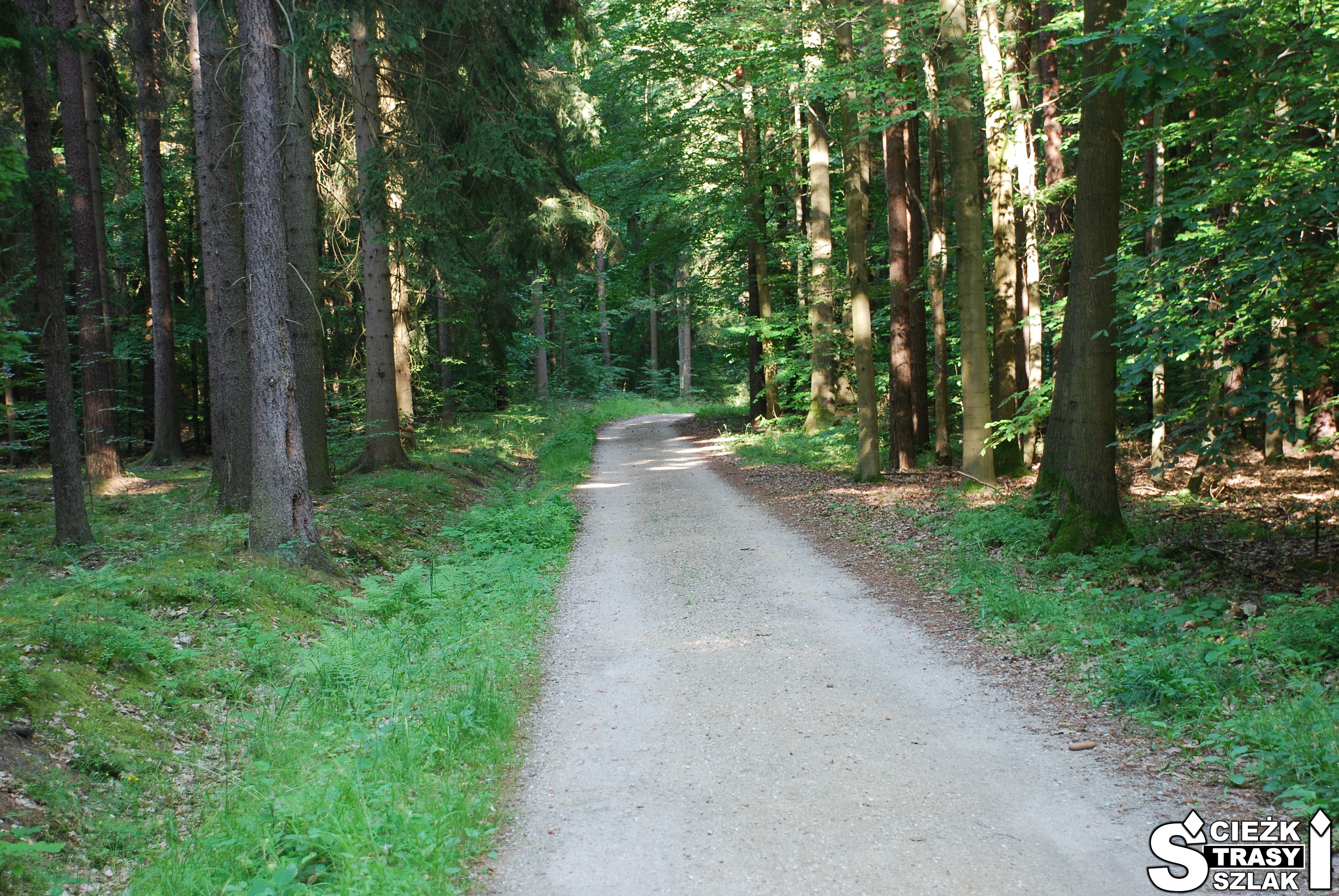 Szeroka droga szutrowa, ścieżka dydaktyczna i rowerowy czerwony szlak przez Zielony Las koło Żar