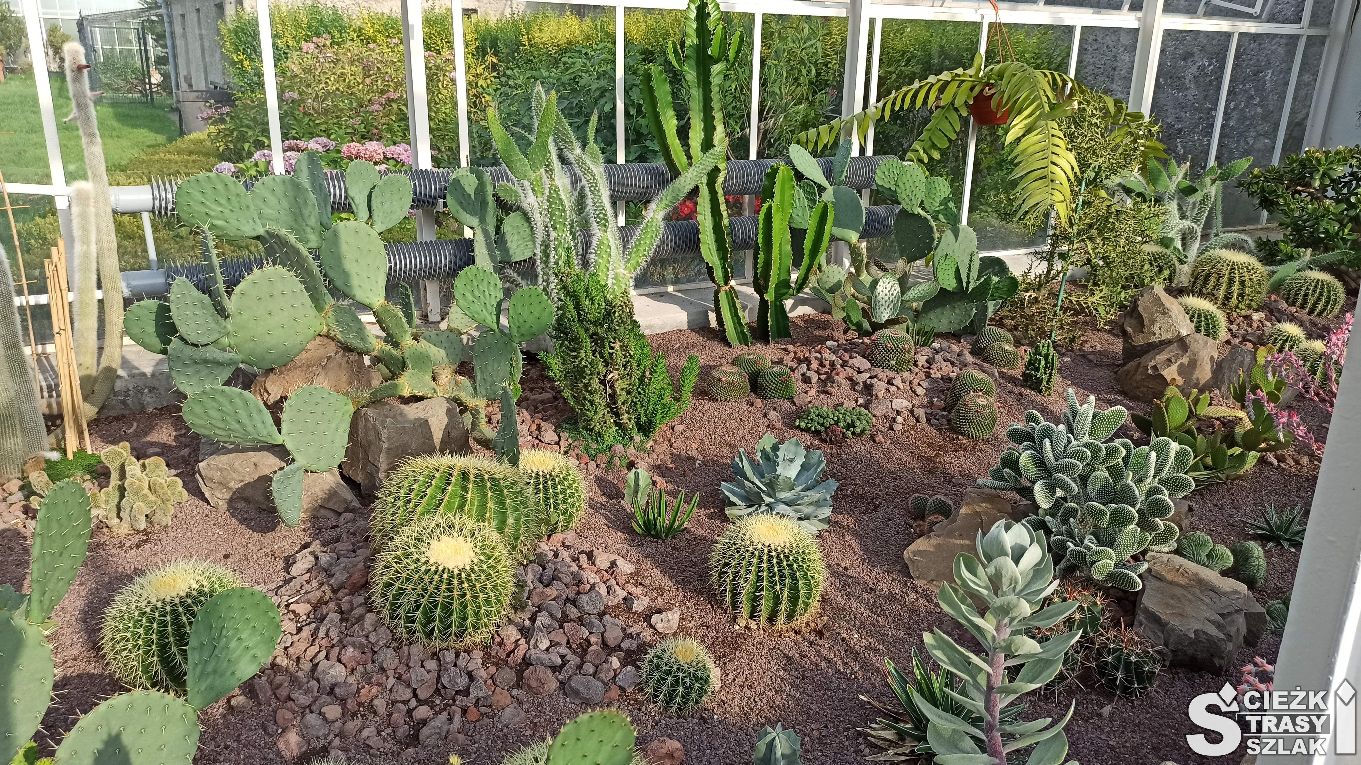 Różne gatunki kaktusów zasadzone w palmiarni Wałbrzyskiej na suchym podłożu