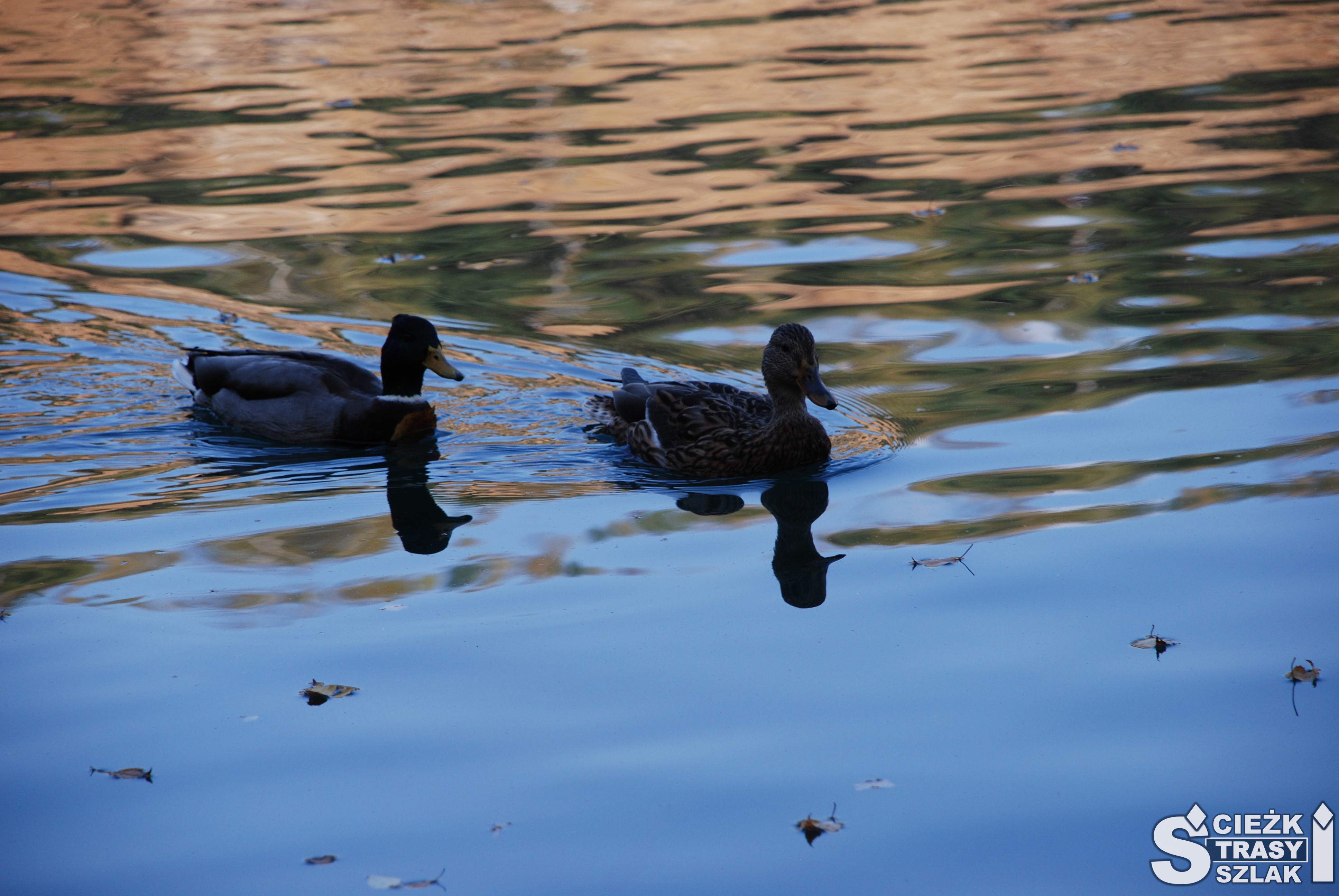 Dzikie kaczki pływające po turkusowym jeziorze zwanym zbiornik Orka w parku Gródek w Jaworznie