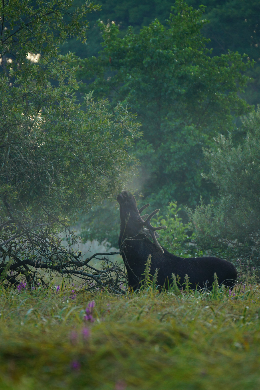 Łoś to zwierze herbowe Kampinoskiego Parku Narodowego (Rezerwat Przyćmień, zielony szlak).