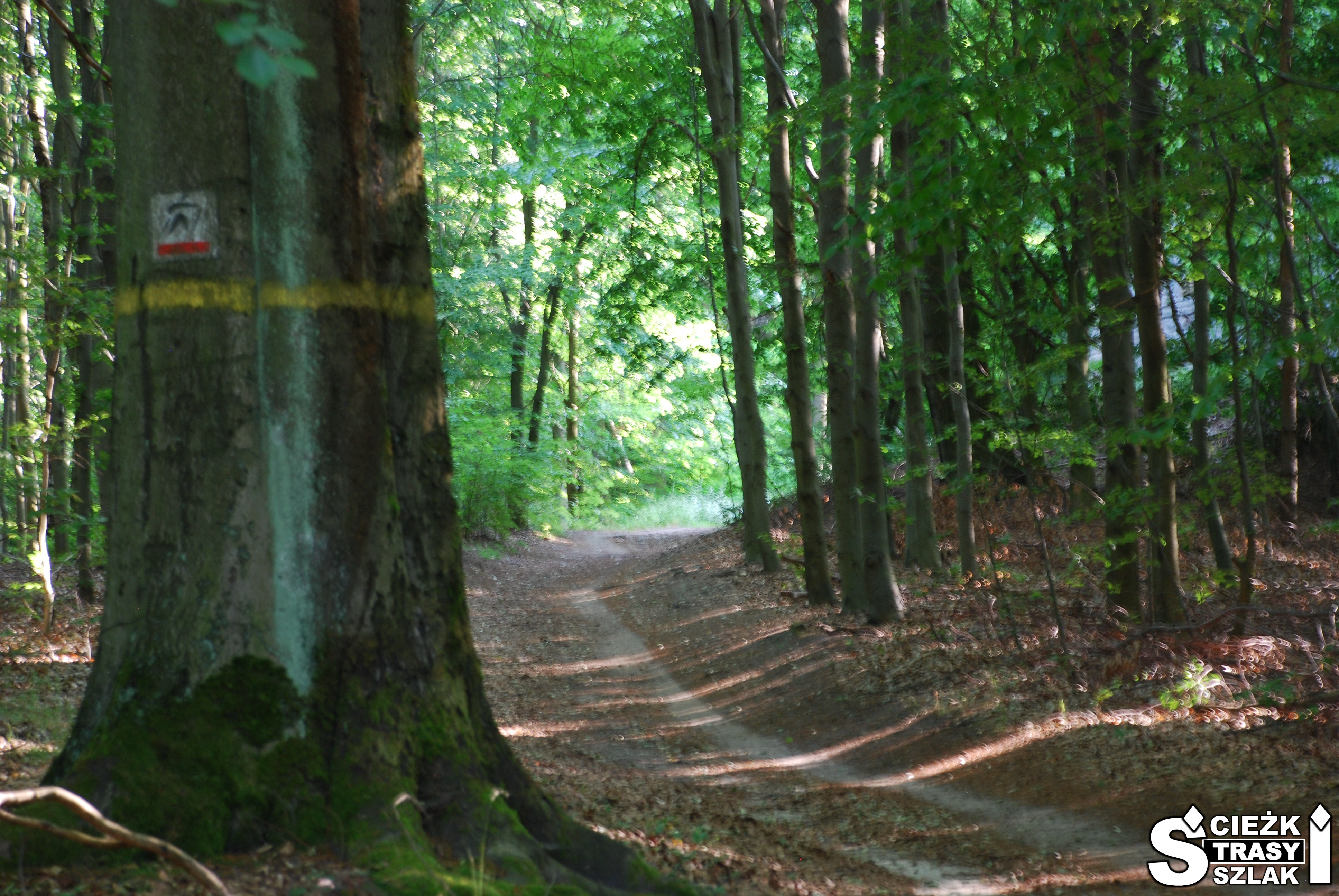 Szeroka ścieżka rowerowa i leśna ścieżka za grubym drzewem w Zielonym Lesie koło miasta Żary z oznaczeniem czerwonego szlaku nordic walking