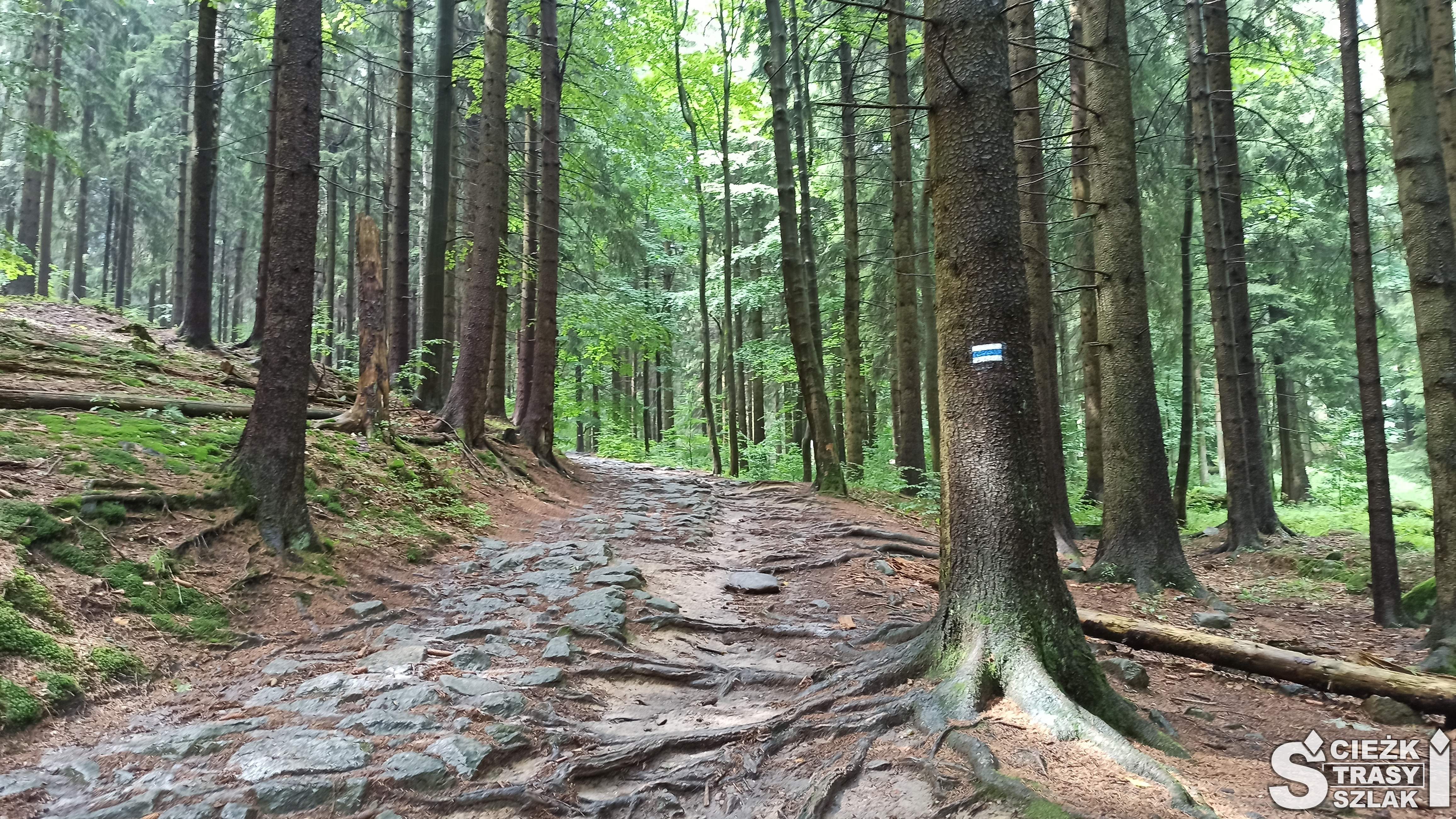 Kamienna ścieżka leśna wśród drzew i oznaczenie niebieskiego szlaku górskiego