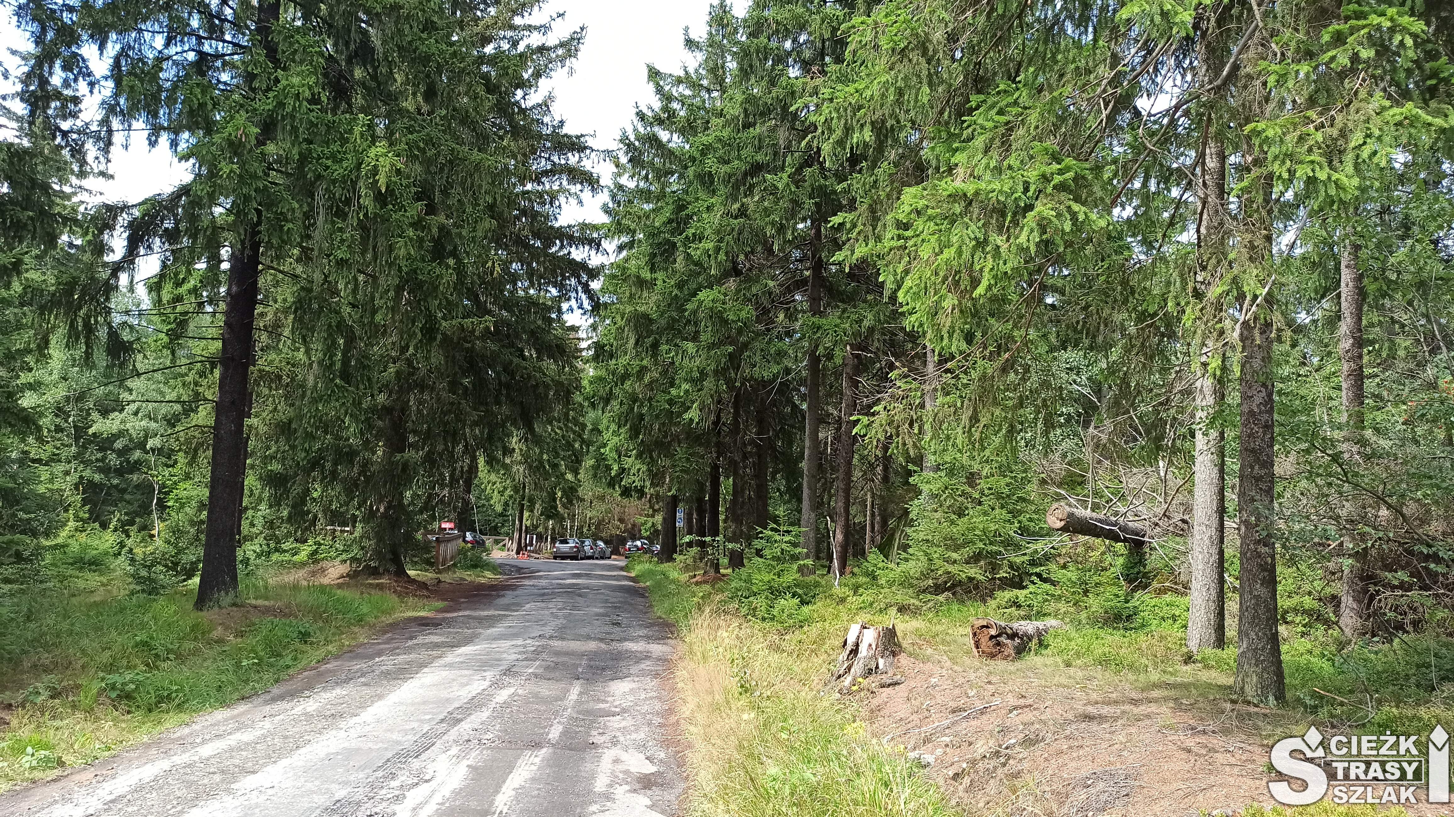 Droga Stu Zakrętów wśród drzew blisko parkingu YMCA w Górach Stołowych