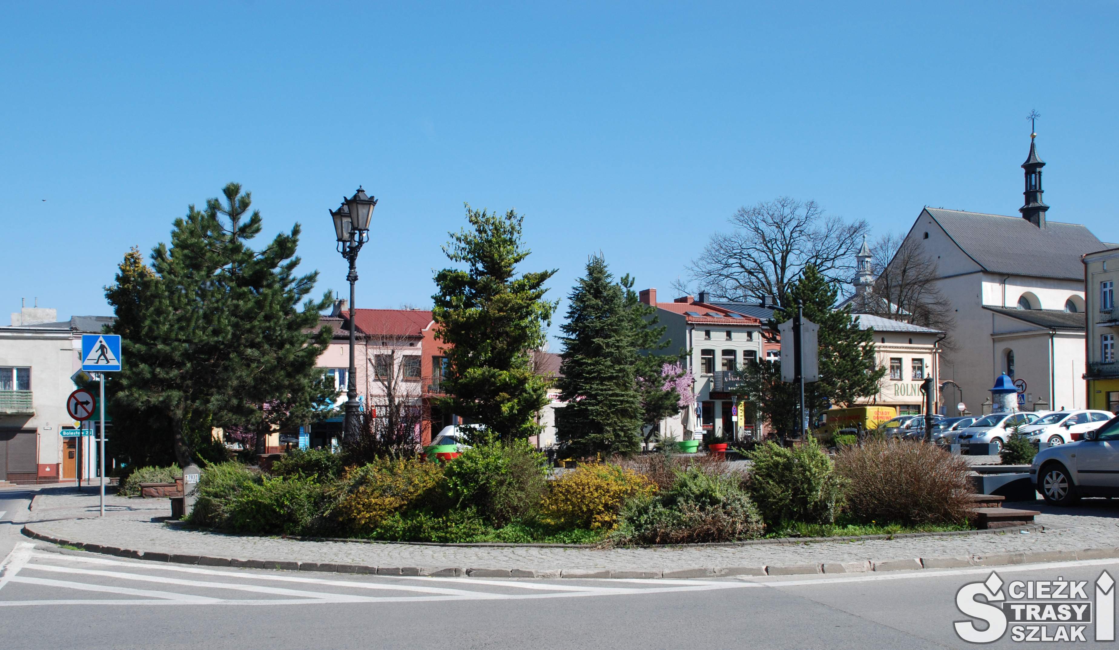 Drzewa i krzewy przy głównej ulicy w Wolbromiu zasłaniające stare kamienice przy rynku z kościołem
