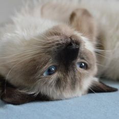 Fluffy Blue Hodowla Kotów Ragdoll facebook
