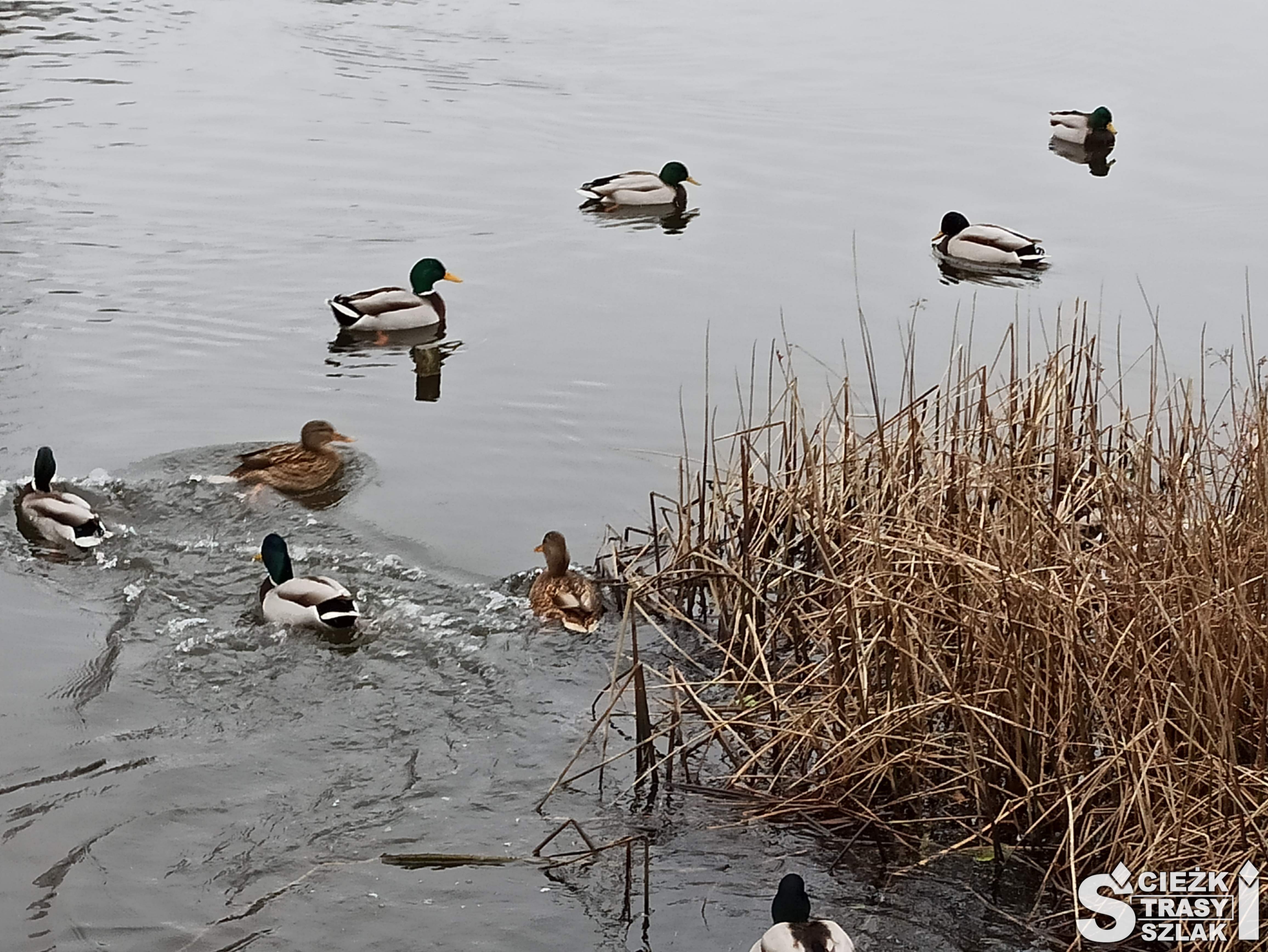 Dzikie kaczki pływające przy brzegu jeziora wolsztyńskiego w środku zimy