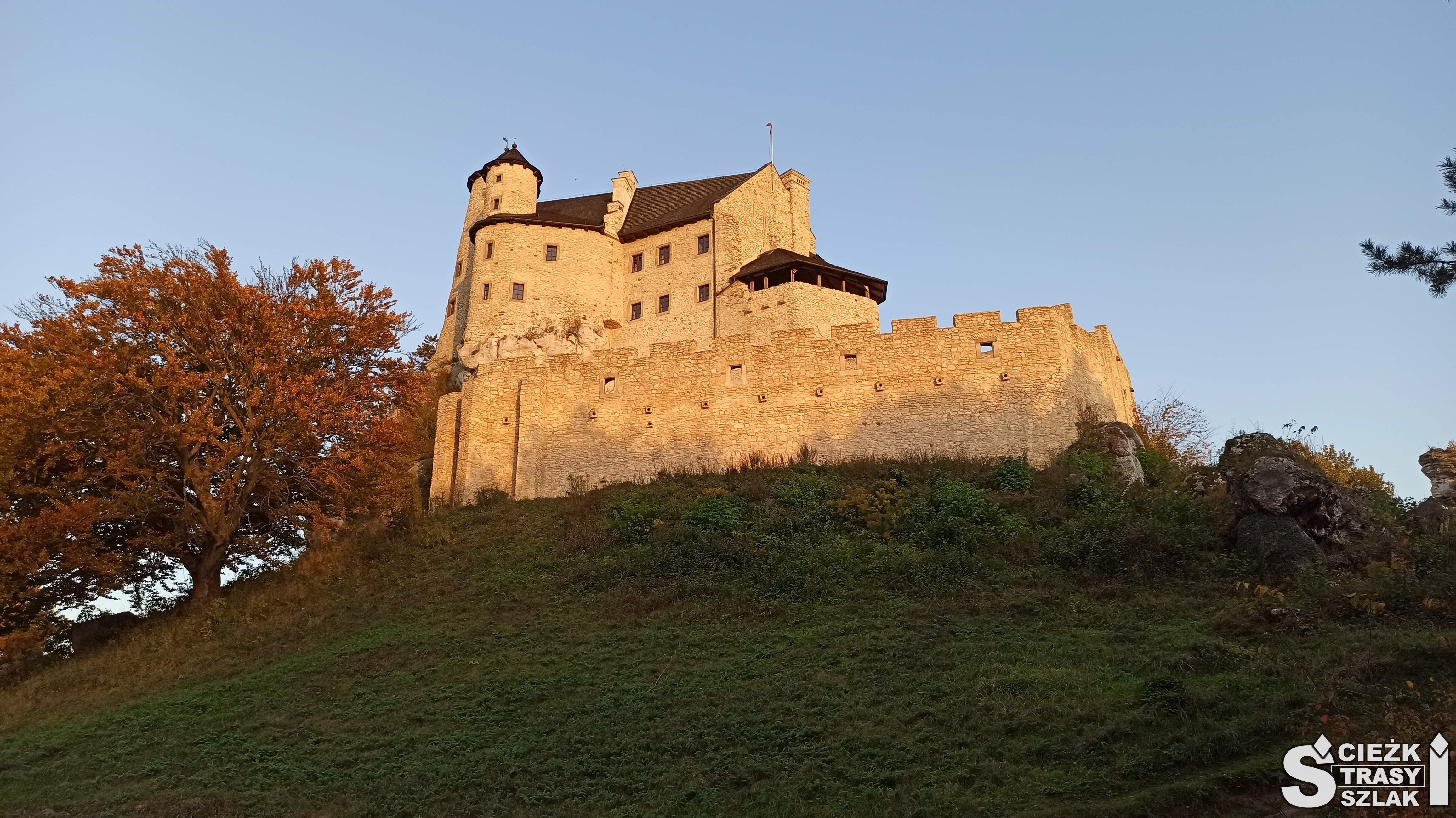 Zamek Bobolice otoczony murem obronnym na porośniętej trawą górze przy drzewie w jesiennej barwie