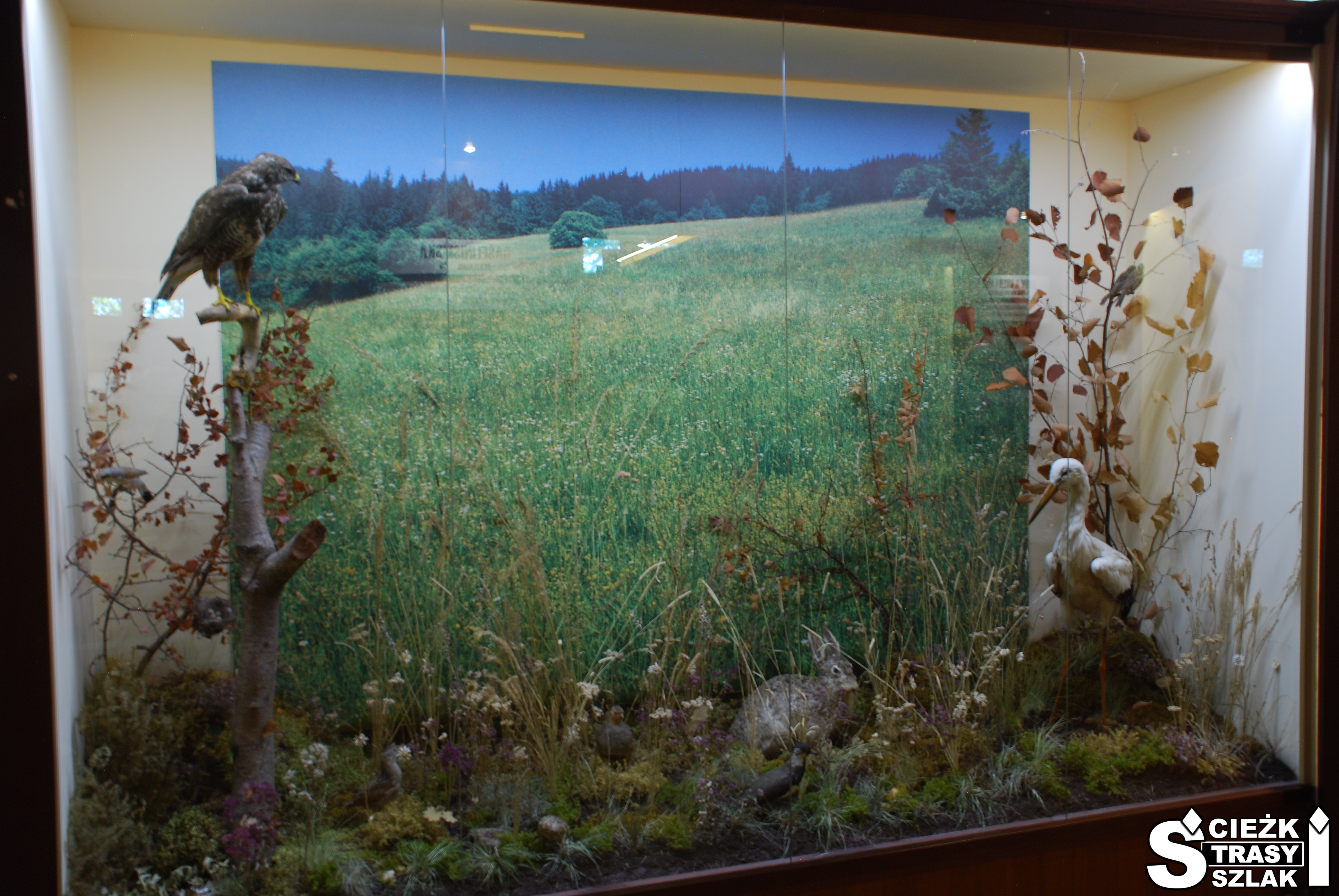 Ekspozycja za szybą ptaków: sokoła i bociana żyjących w krainie Orawa w Muzeum Orawskim
